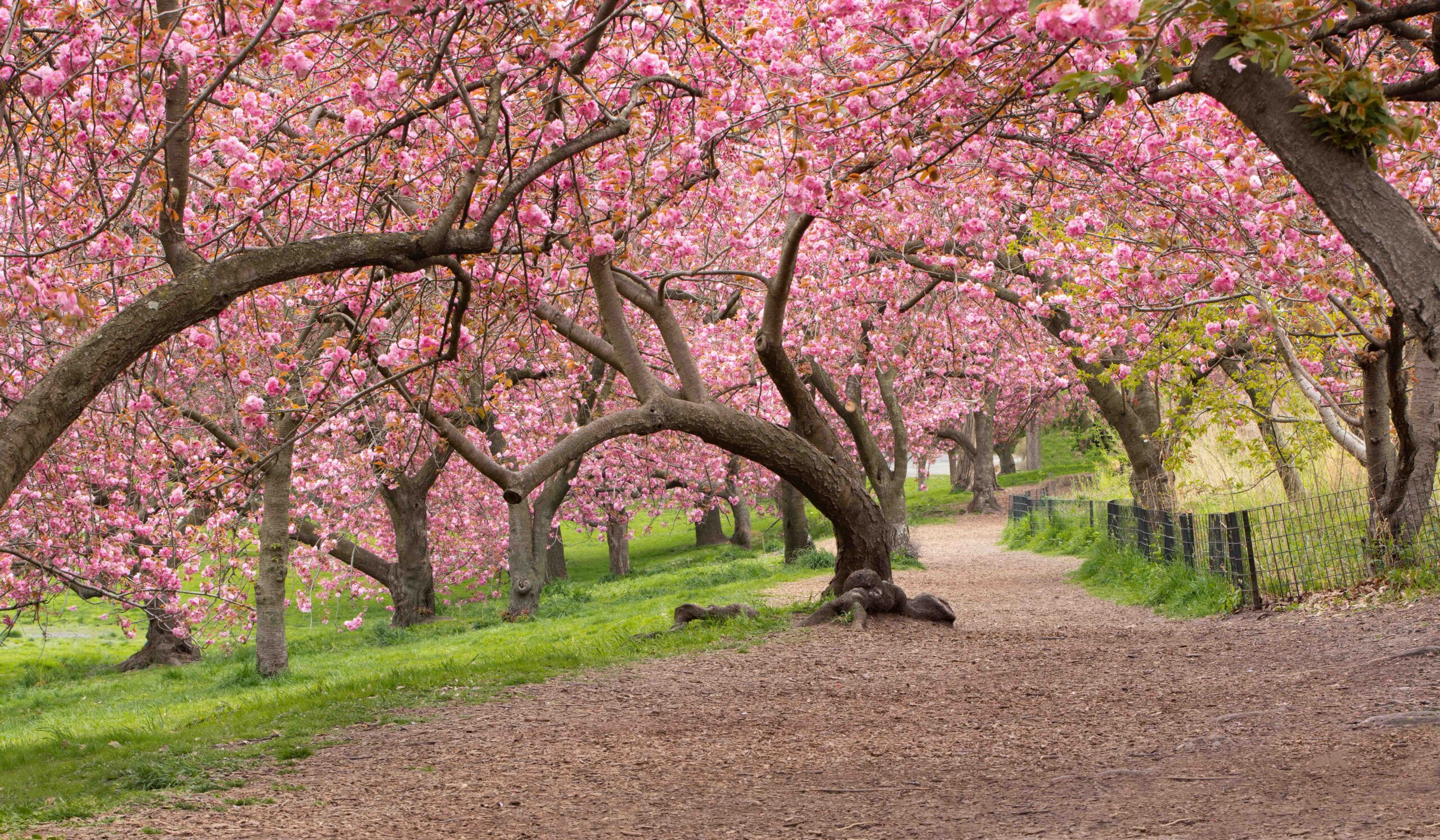 cherry blossom trees in park