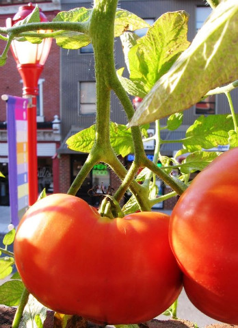 Close-up of a tomato plant in one of NYC Urban gardens tucked between streets