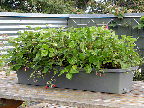 Planter of strawberries on a rooftop garden in NYC