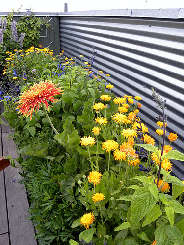 Rooftop gardens in NYC lined with yellow daffodils, orange and yellow draconia, and tiny purple and yellow flowers 